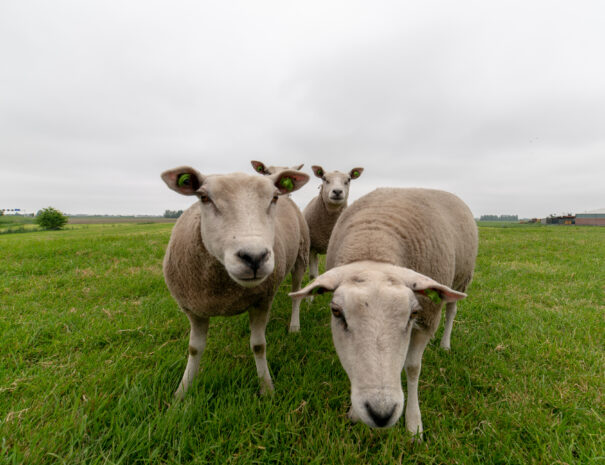 In de lente en zomer staan er meestal schaapjes